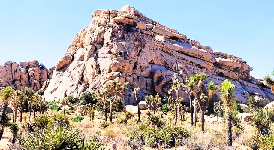 Joshua Tree National Park