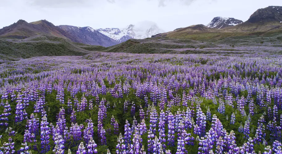 Spring in Iceland