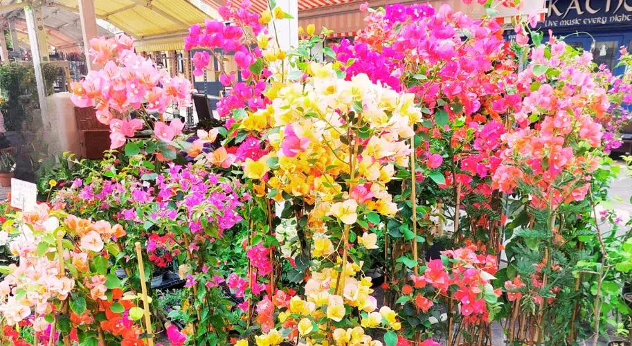 Cours Saleya Market