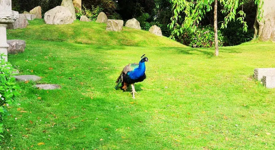 Peacock in Holland Park London