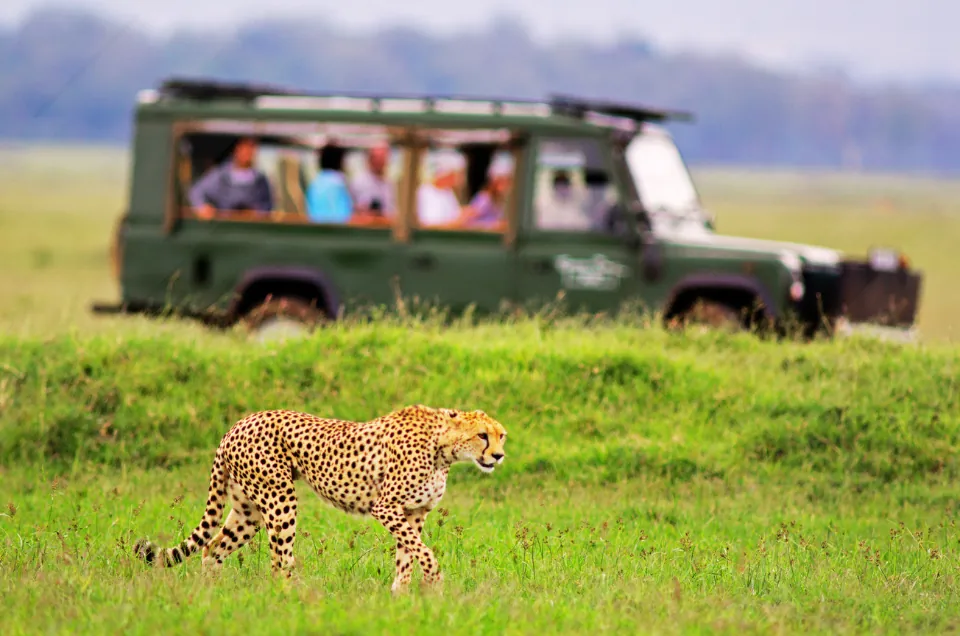 Safari Adventure