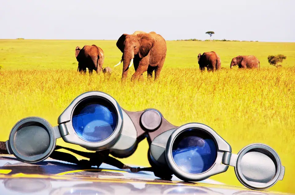 Wildlife Adventure
