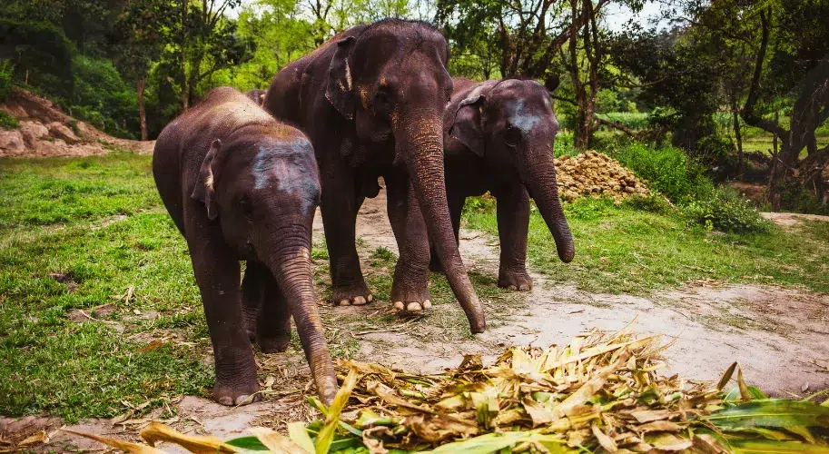 Chiang Mai Nature and Elephants