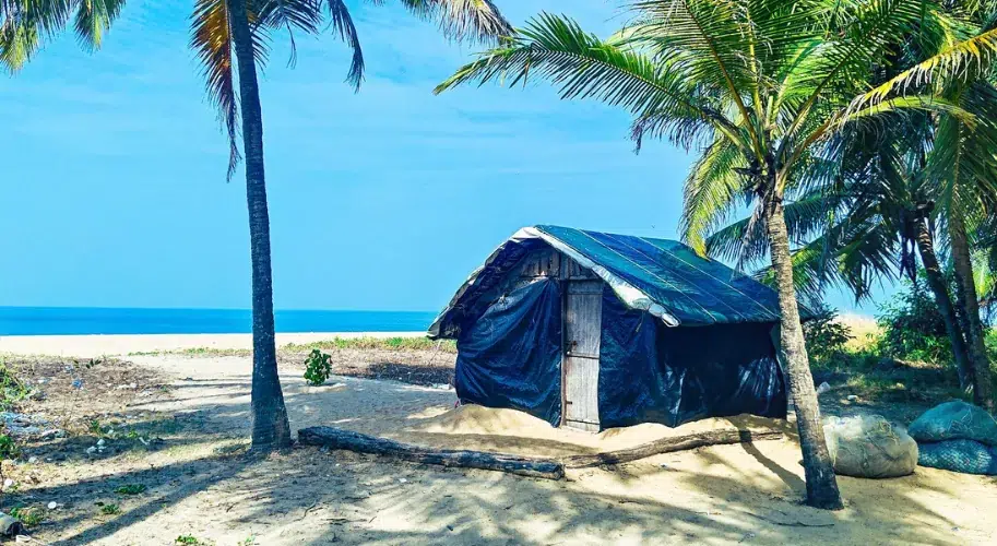 Coconut Groves of Vakkad Beach