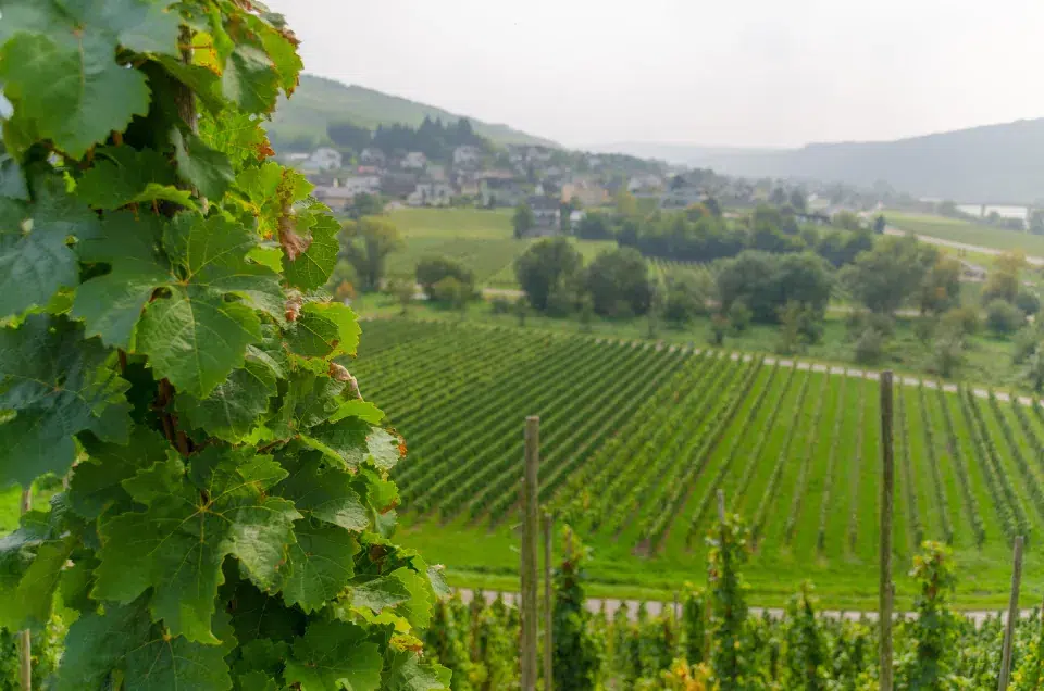 Explore the Vine Trail