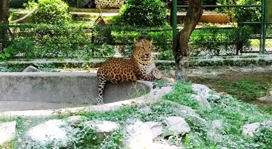 Bengal tiger inside Tata Steel Zoological Park, Jamshedpur