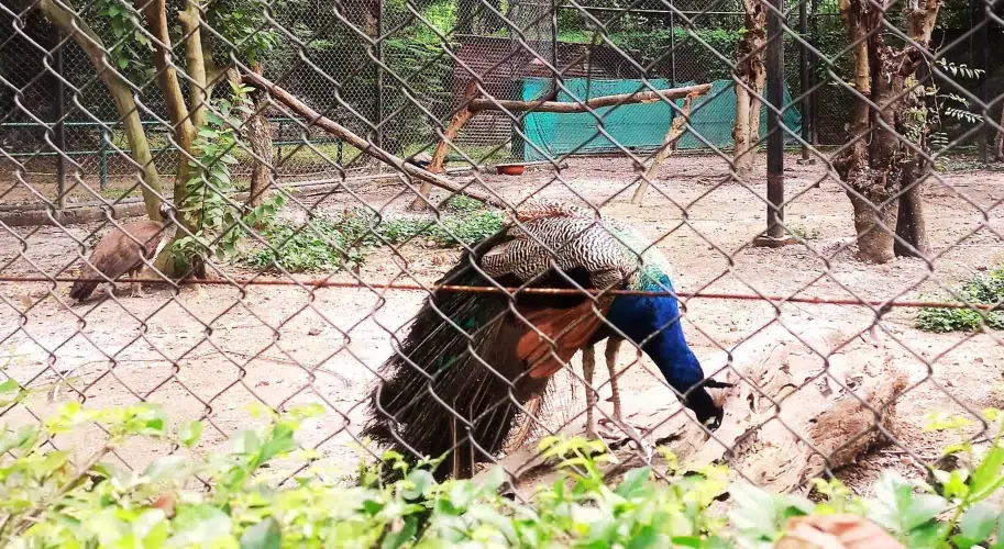 Peacocks and exotic birds at Tata Steel Zoological Park