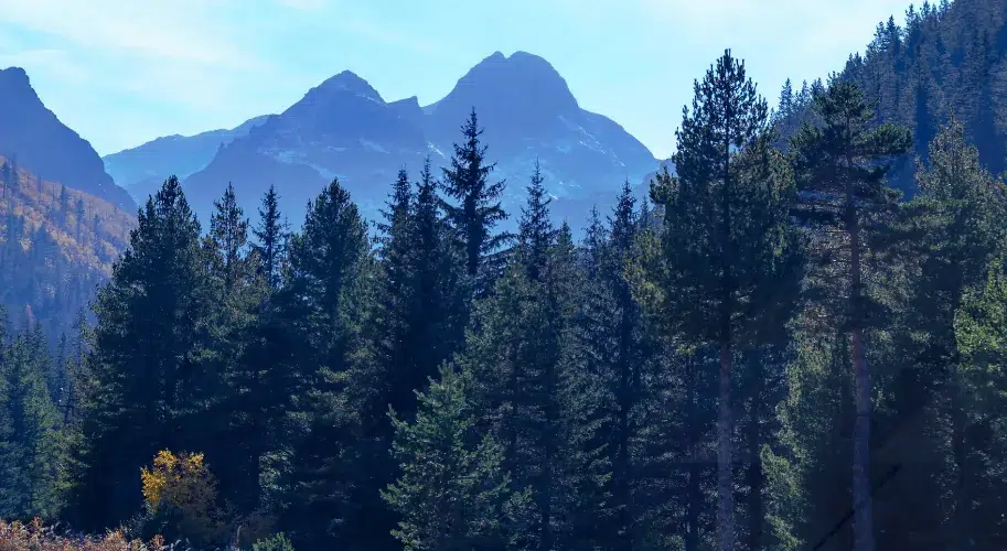 Cedar and blue pine forest with alpine pastures in Kishtwar National Park