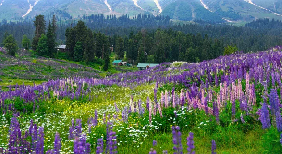 Glacial valleys and alpine meadows inside Kishtwar National Park