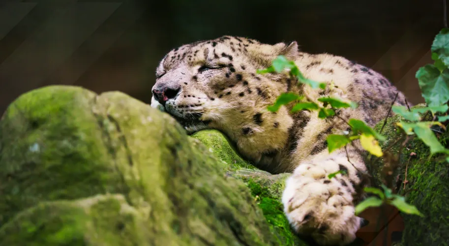 Snow leopard resting in the high-altitude terrain of Kishtwar National Park
