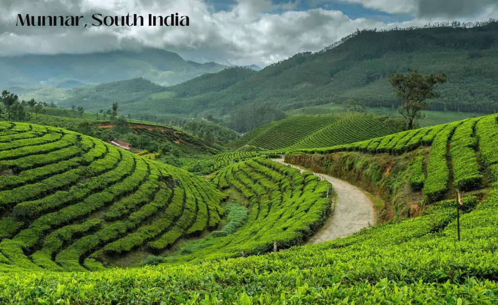 Munnar in South India
