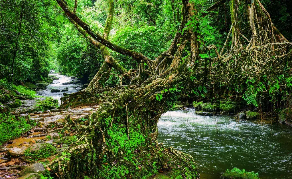 Beautiful natural tree bridge