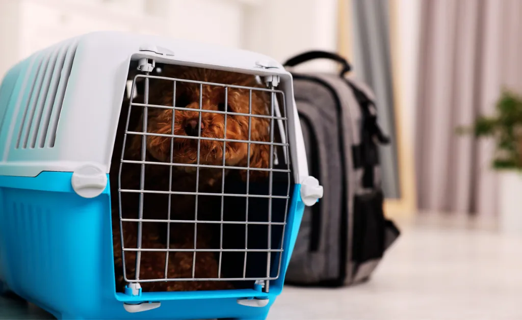 Crate training dog before long flight travel