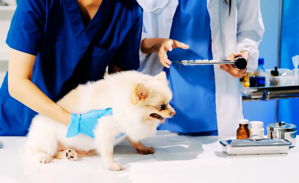 Dog health certificate for flight check at vet