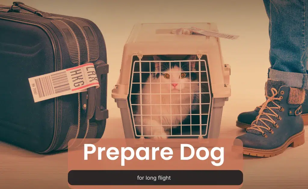 How to prepare dog for long flight at airport in carrier