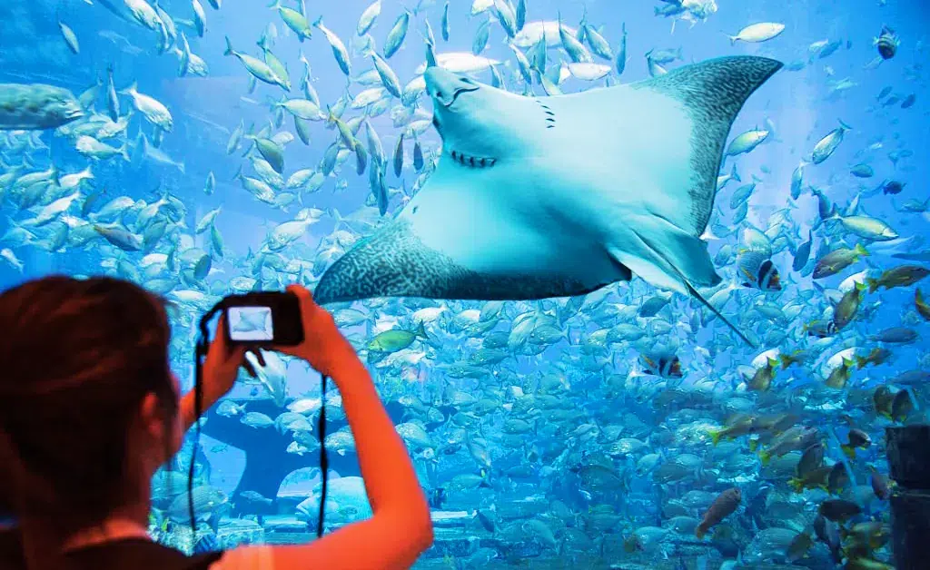 A person photographs a large manta ray swimming gracefully in a vibrant aquarium filled with diverse, colorful fish. The scene feels lively and immersive