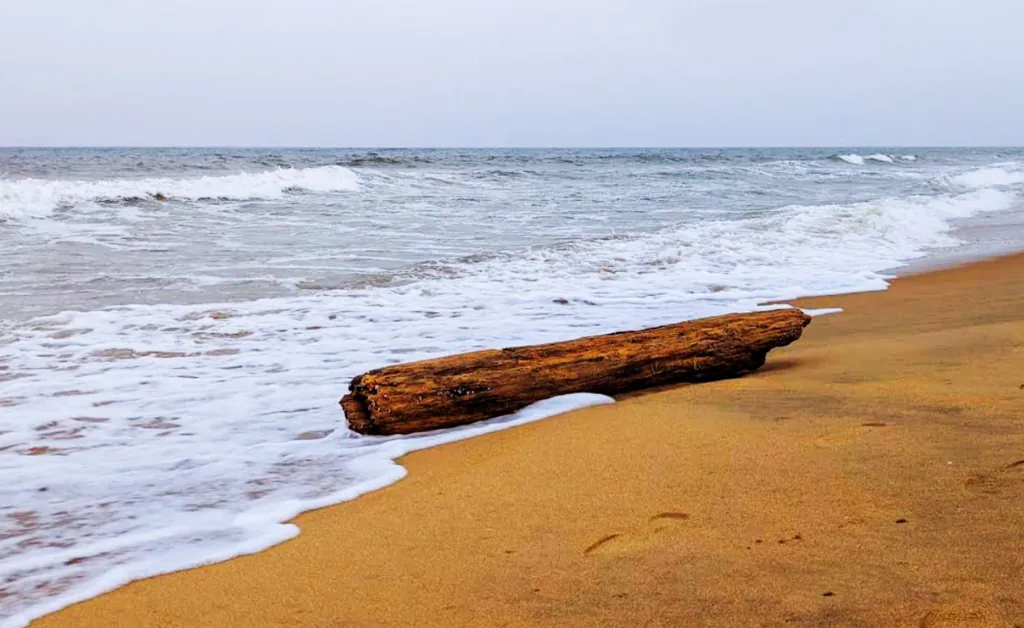 A large piece of driftwood lies on a sandy beach as gentle waves wash over it. The overcast sky and rolling ocean create a calm, serene atmosphere.