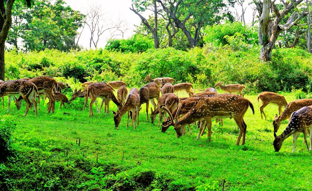 A herd of spotted deer grazes on vibrant green grass, surrounded by lush greenery and trees. The scene feels serene and natural.