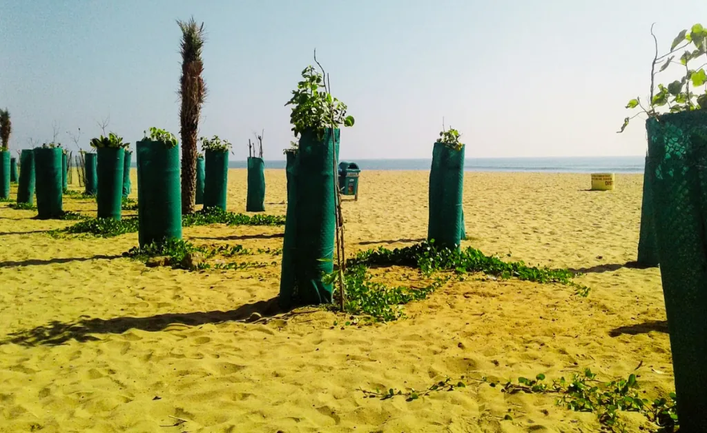 Young plants wrapped in green mesh, spaced evenly on a sandy beach, with the ocean horizon in the background, convey growth and serenity.