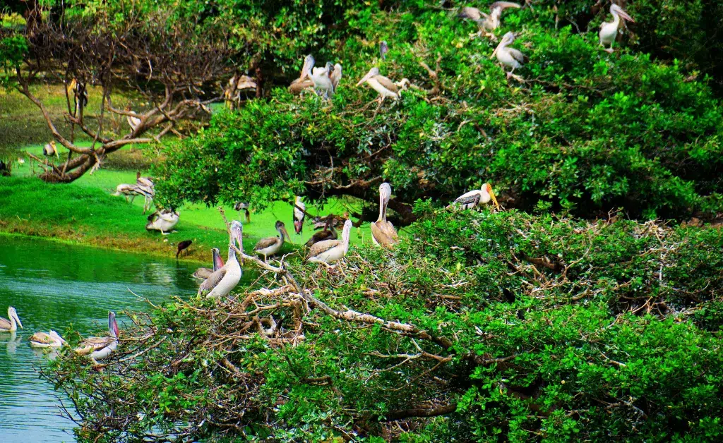 A lush green tree crowded with numerous pelicans perched on its branches beside a serene pond, creating a vibrant and lively scene in nature.