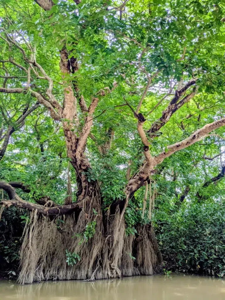 Ratargul Swamp Forest