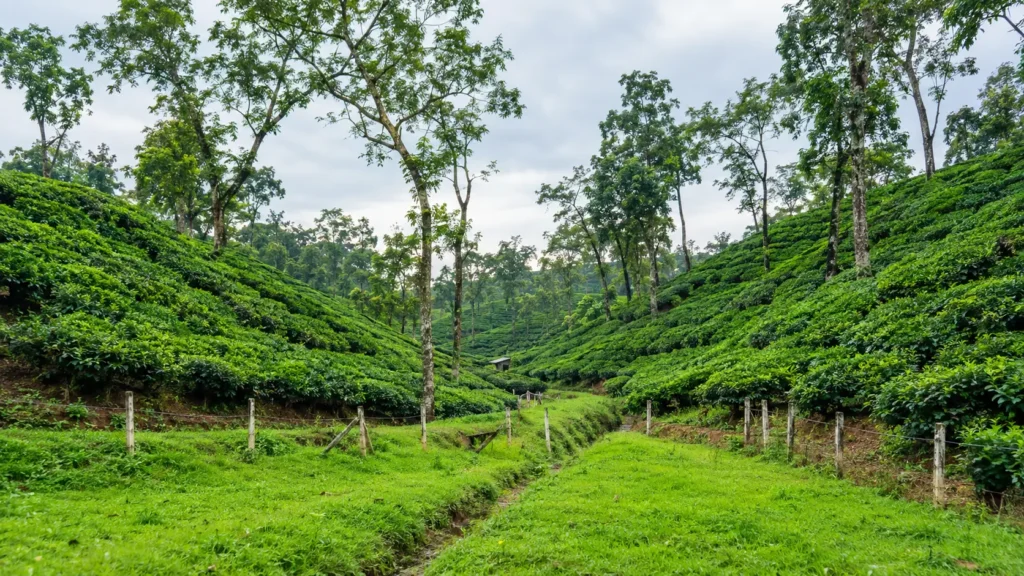 Sylhet Tour Plan