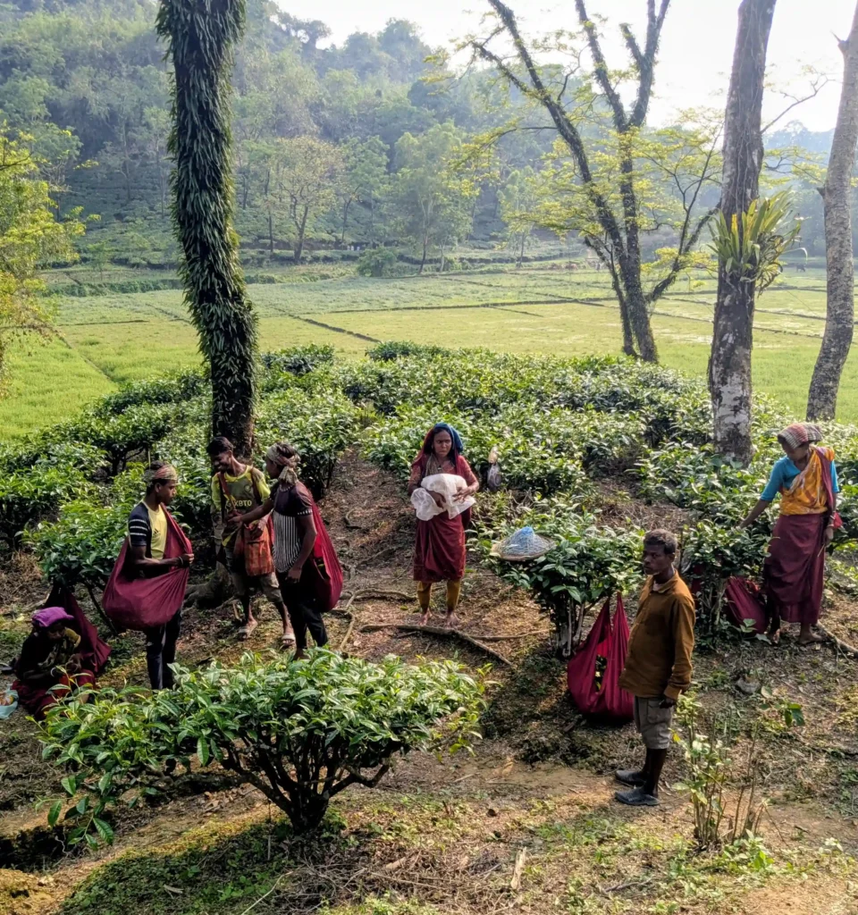 Tea Gardens Labourer
