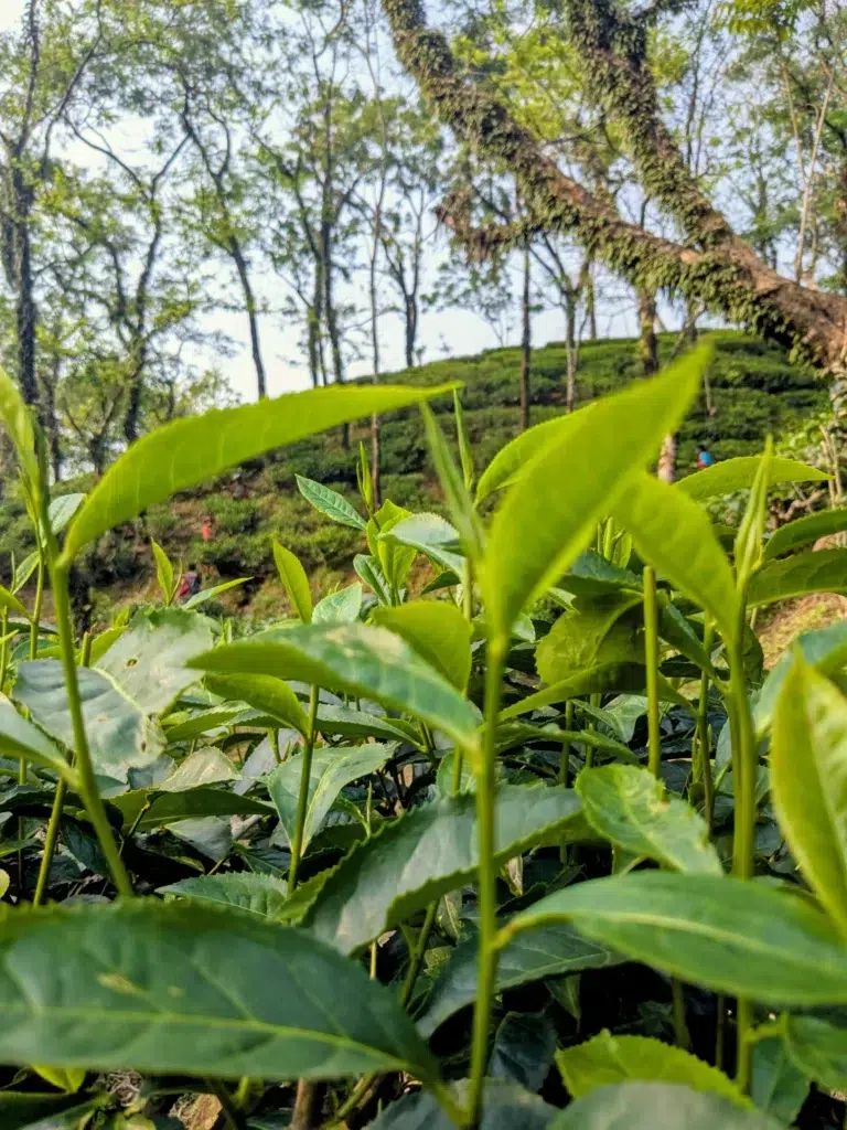 Tea garden View
